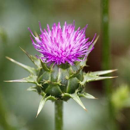 Natural active Milk Thistle